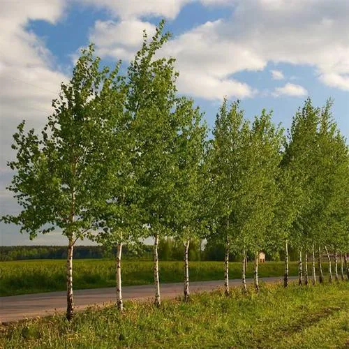 Береза обыкновенная в Кобрине