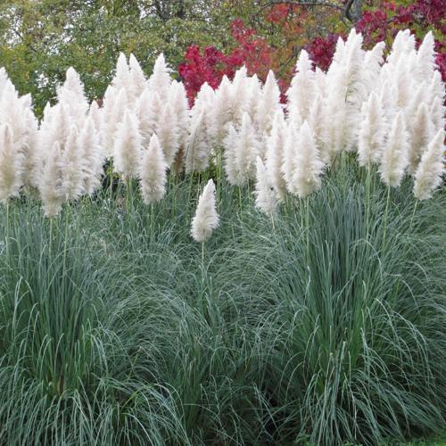 Кортадерия белая (пампасная трава) в Кобрине