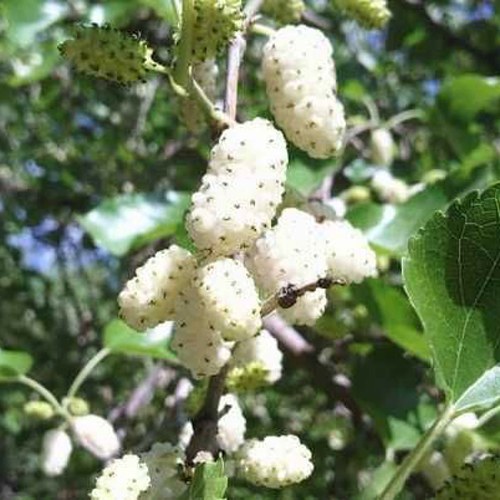 Шелковица БЕЛАЯ МЕДОВАЯ в Кобрине