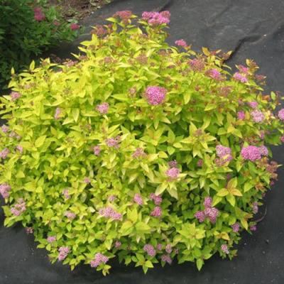 Голден в Кобрине