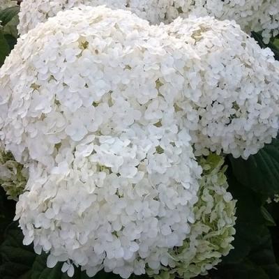 Белая в Кобрине