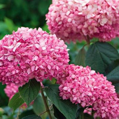 Розовая в Кобрине