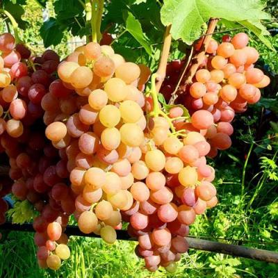 Сладкий в Кобрине