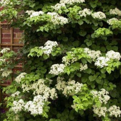 Черешковая в Кобрине