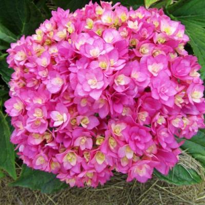 Ремонтантная в Кобрине