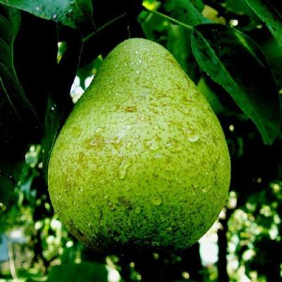 Зеленая в Кобрине