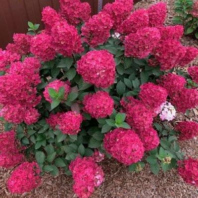 Красная в Кобрине