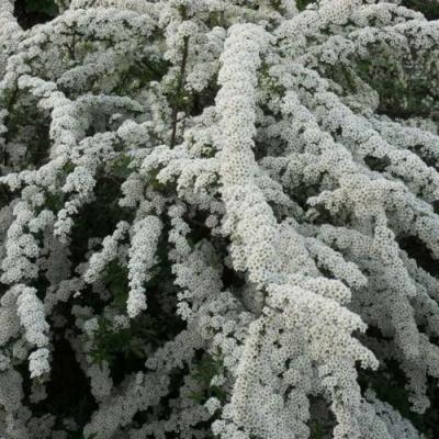 Серая в Кобрине