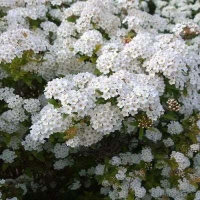 Белая в Кобрине