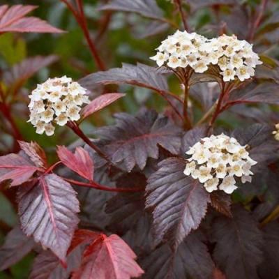 Бордовый в Кобрине