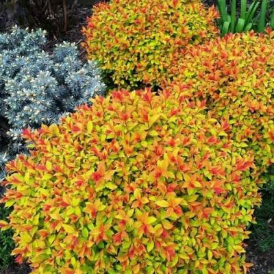 Низкорослая в Кобрине