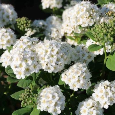 Березолистная в Кобрине