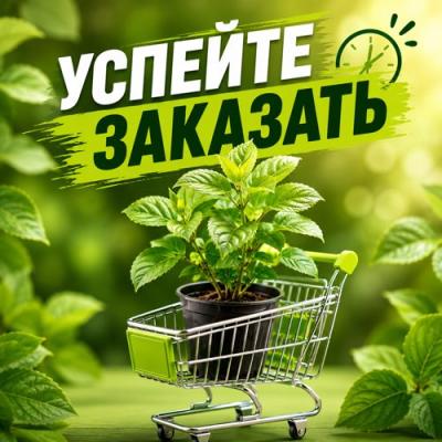 УСПЕЙТЕ ЗАКАЗАТЬ УСПЕЙТЕ ЗАКАЗАТЬ в Кобрине