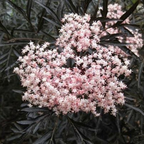 Бузина черная БЛЭК ЛЕЙС ЕВА в Кобрине