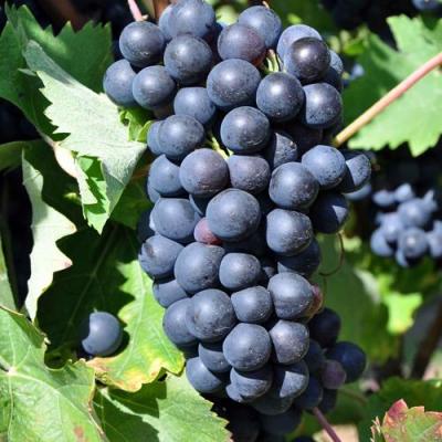 Круглый в Кобрине