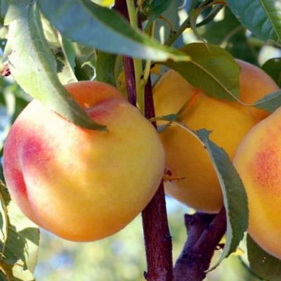 Колонновидные персики в Кобрине