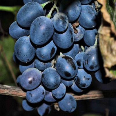 Синий в Кобрине