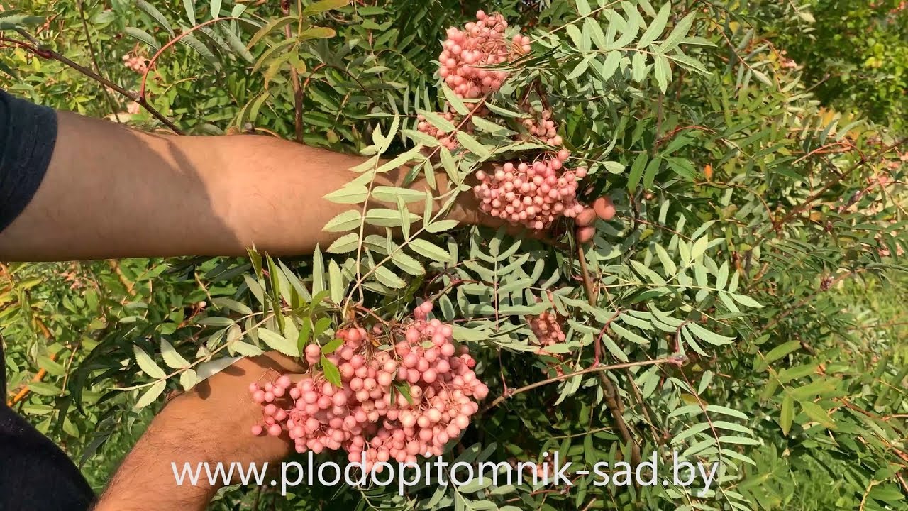 Превью видео