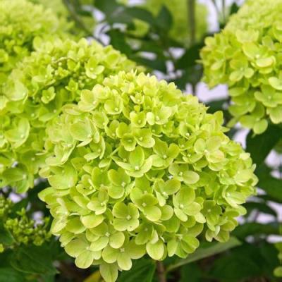 Зеленая в Кобрине