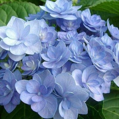 Голубая в Кобрине