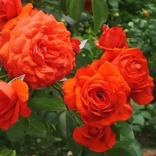 Роза МАЙНТАУЭР плетистая в Кобрине