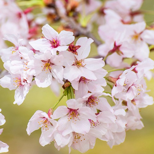 Сакура КОЙО НО МАЙ в Кобрине