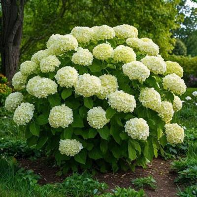 Большие (высокие) в Кобрине