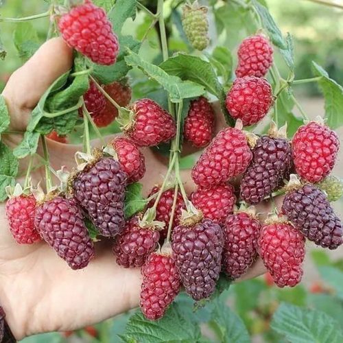 Ежемалина БУКИНГЕМ ТАЙБЕРРИ в Кобрине