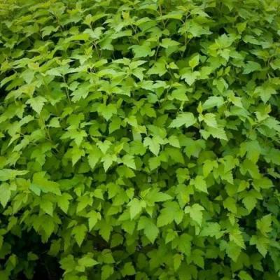 Зеленый в Кобрине