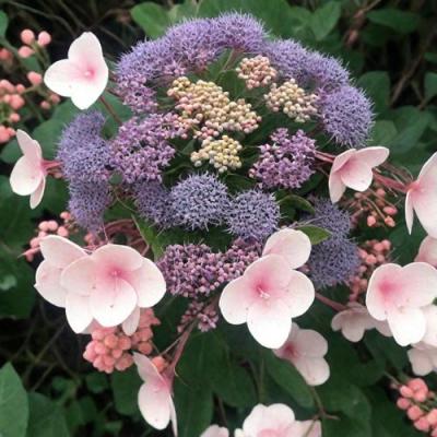 Шершавая в Кобрине