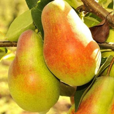 Красавица в Кобрине