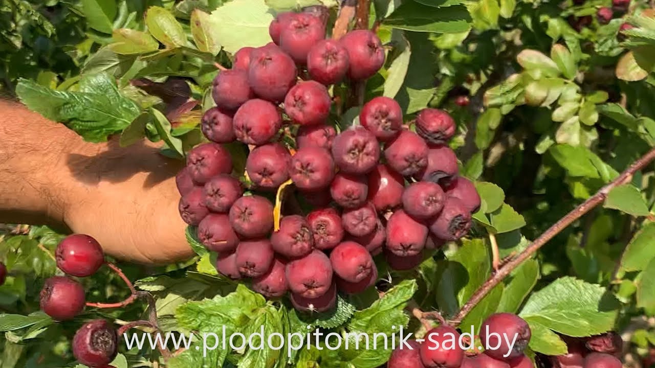 Превью видео