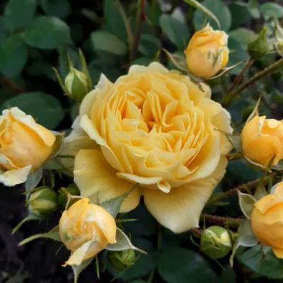 Роза флорибунда в Кобрине