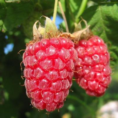 Крупная в Кобрине