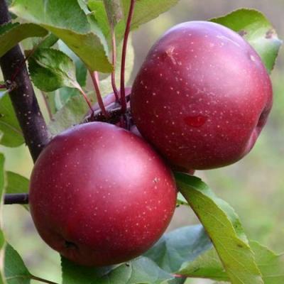 Яблоня красномясая в Кобрине