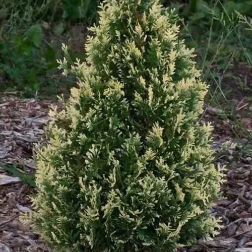 Туя БРАБАНТ ВАРИЕГАТТА западная в Кобрине