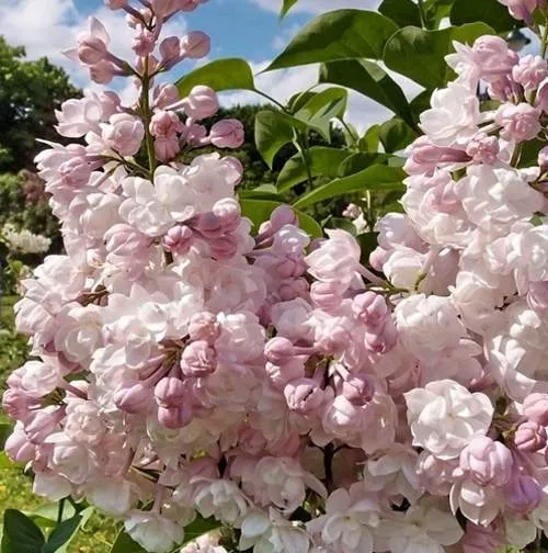 Сирень КРАСАВИЦА МОСКВЫ (привитая) в Кобрине