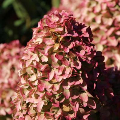 Мэджикал в Кобрине