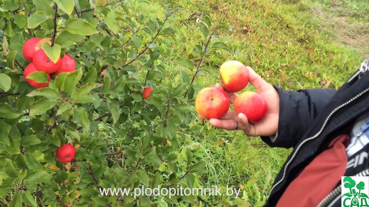 Превью видео