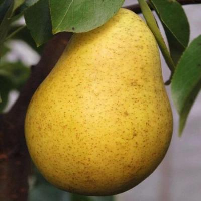 Крупная в Кобрине