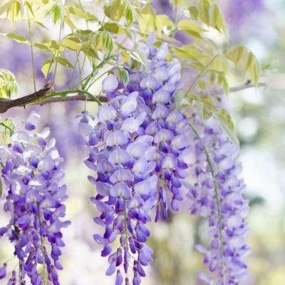 Глициния в Кобрине