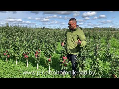 Превью видео