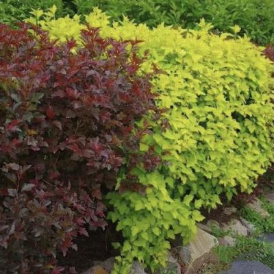 Калинолистный в Кобрине