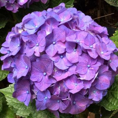 Фиолетовая в Кобрине