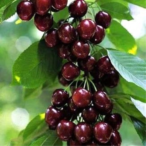 Черешня УДИВИТЕЛЬНАЯ в Кобрине