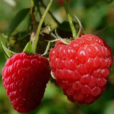 Кустовая в Кобрине