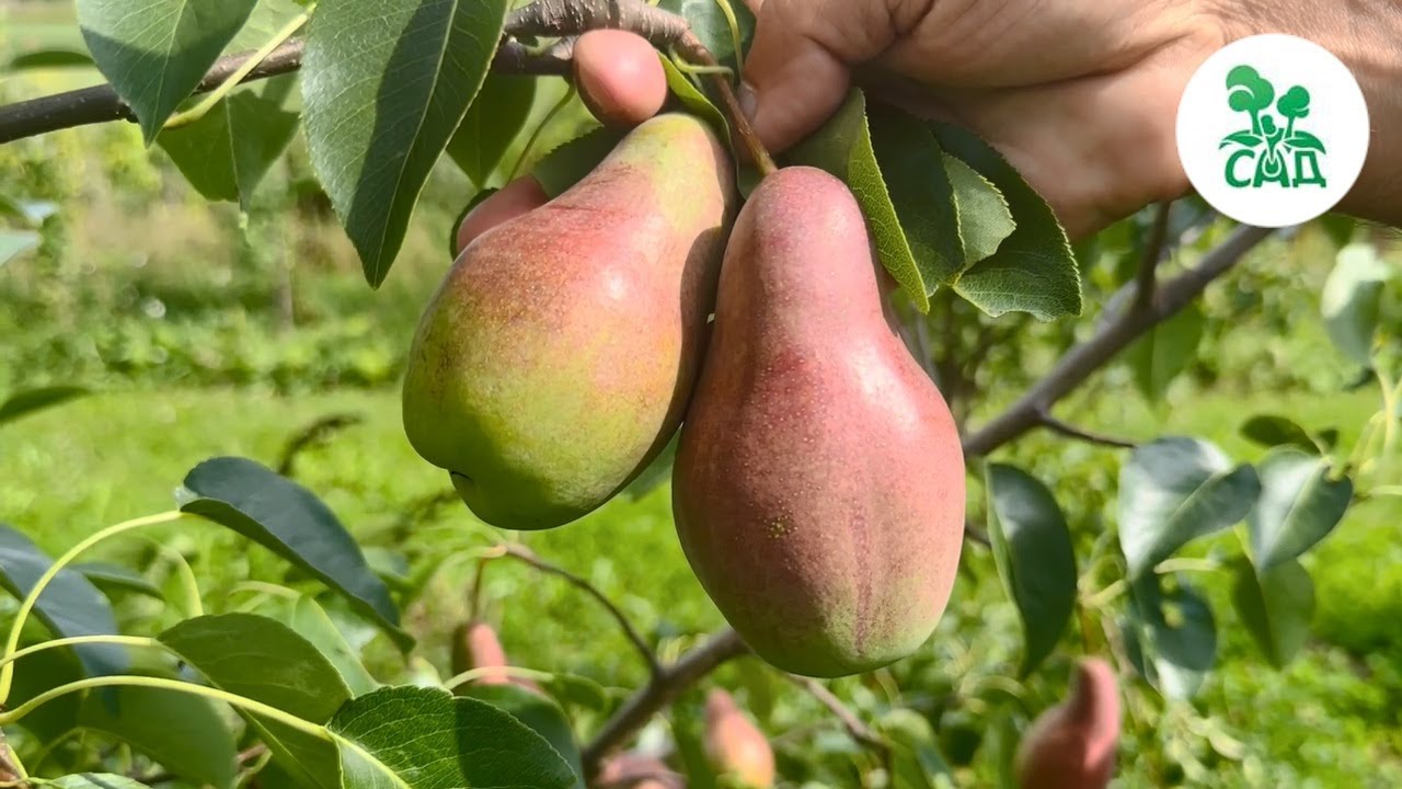 Превью видео