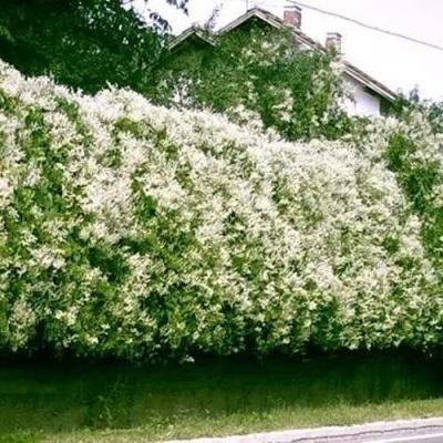 Фаллопия в Кобрине