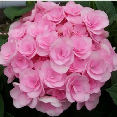 Махровая в Кобрине