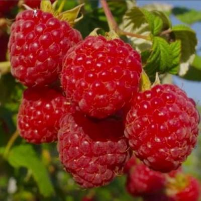 Ранняя в Кобрине